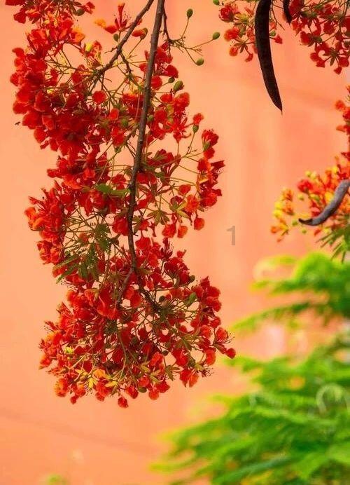 沪江开心词场